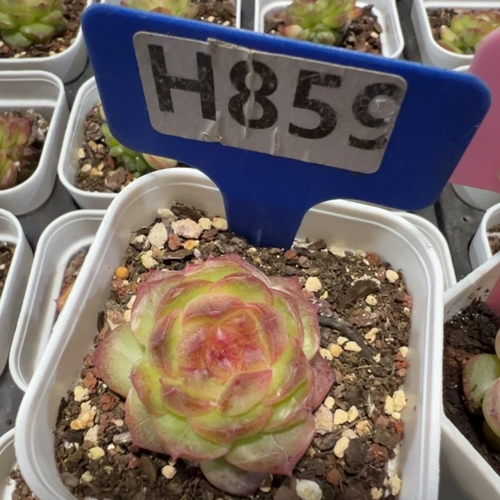 珍珠翡翠珍妮4cm多肉植物