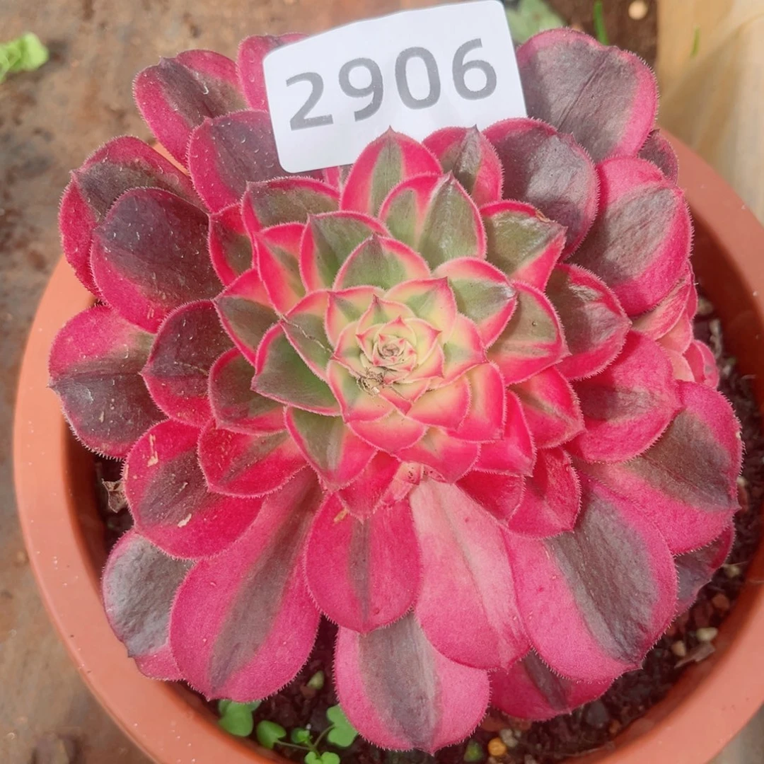 丘比特多肉发货发货