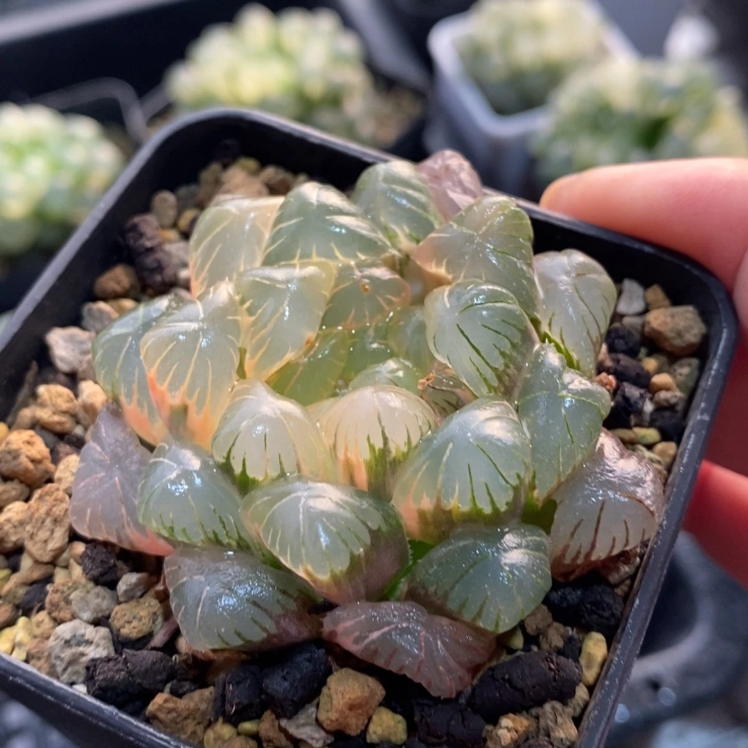 一颗湖水玉露锦 元旦福利