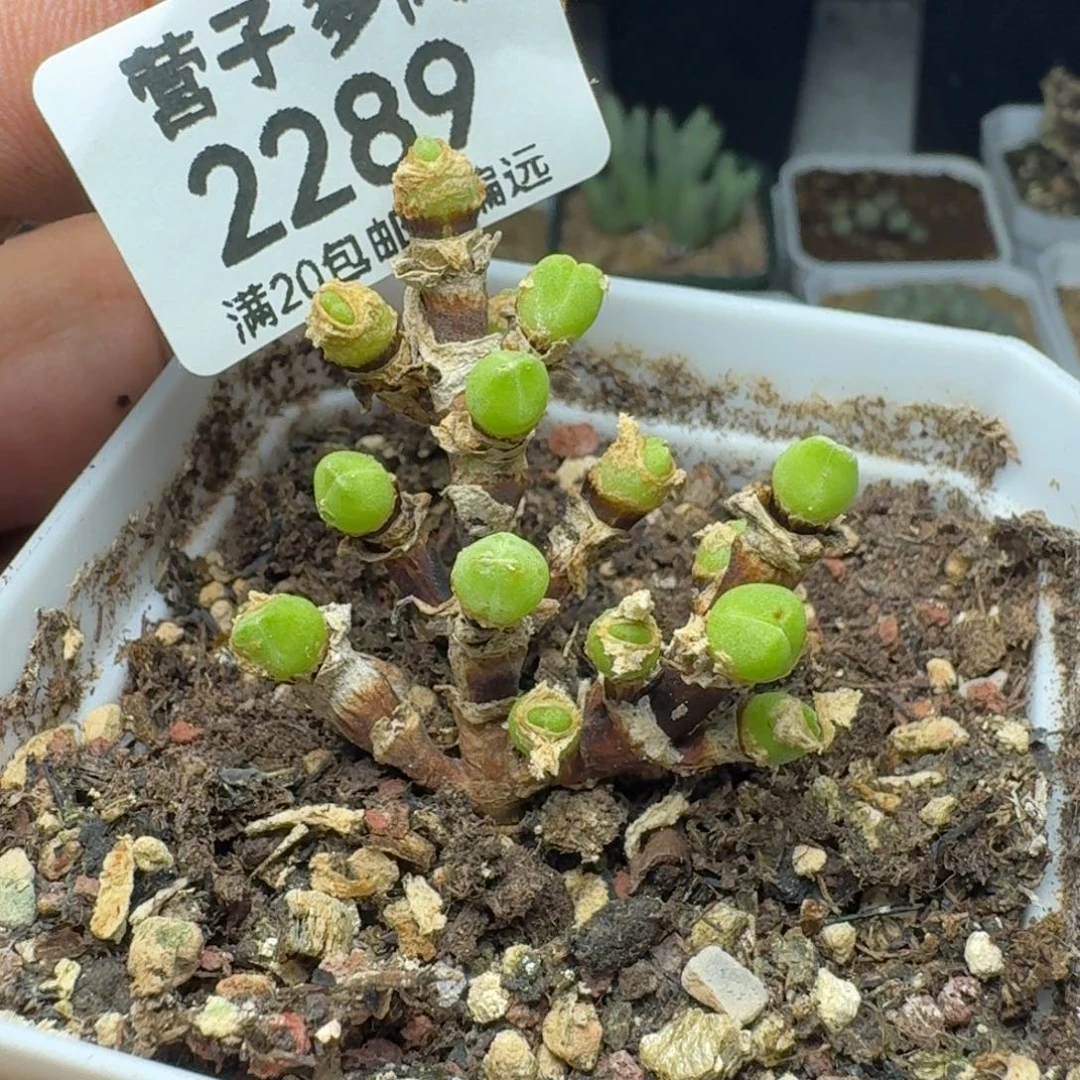 枝干兔带盆土。           短耳