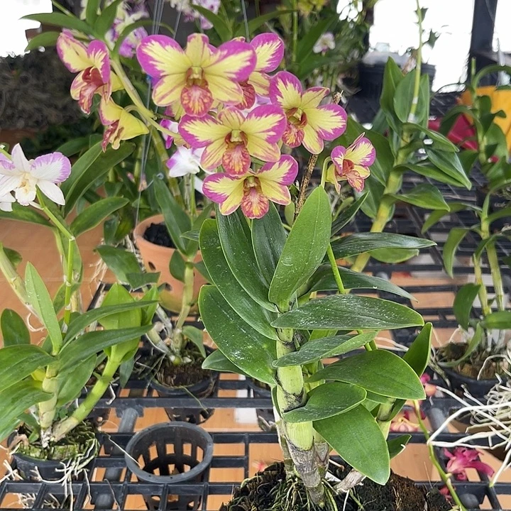 完全开放4号泼墨秋小黄泼反