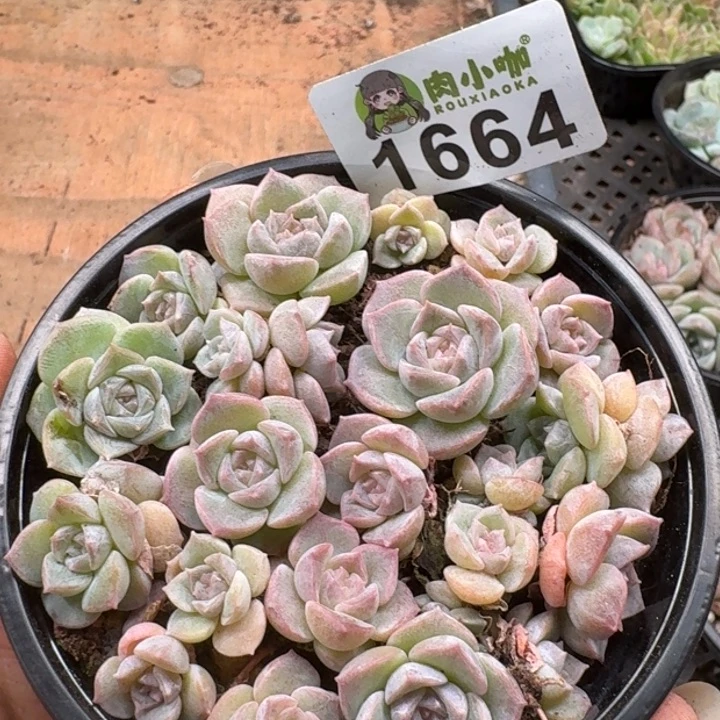 无花朵多肉植物多肉植物