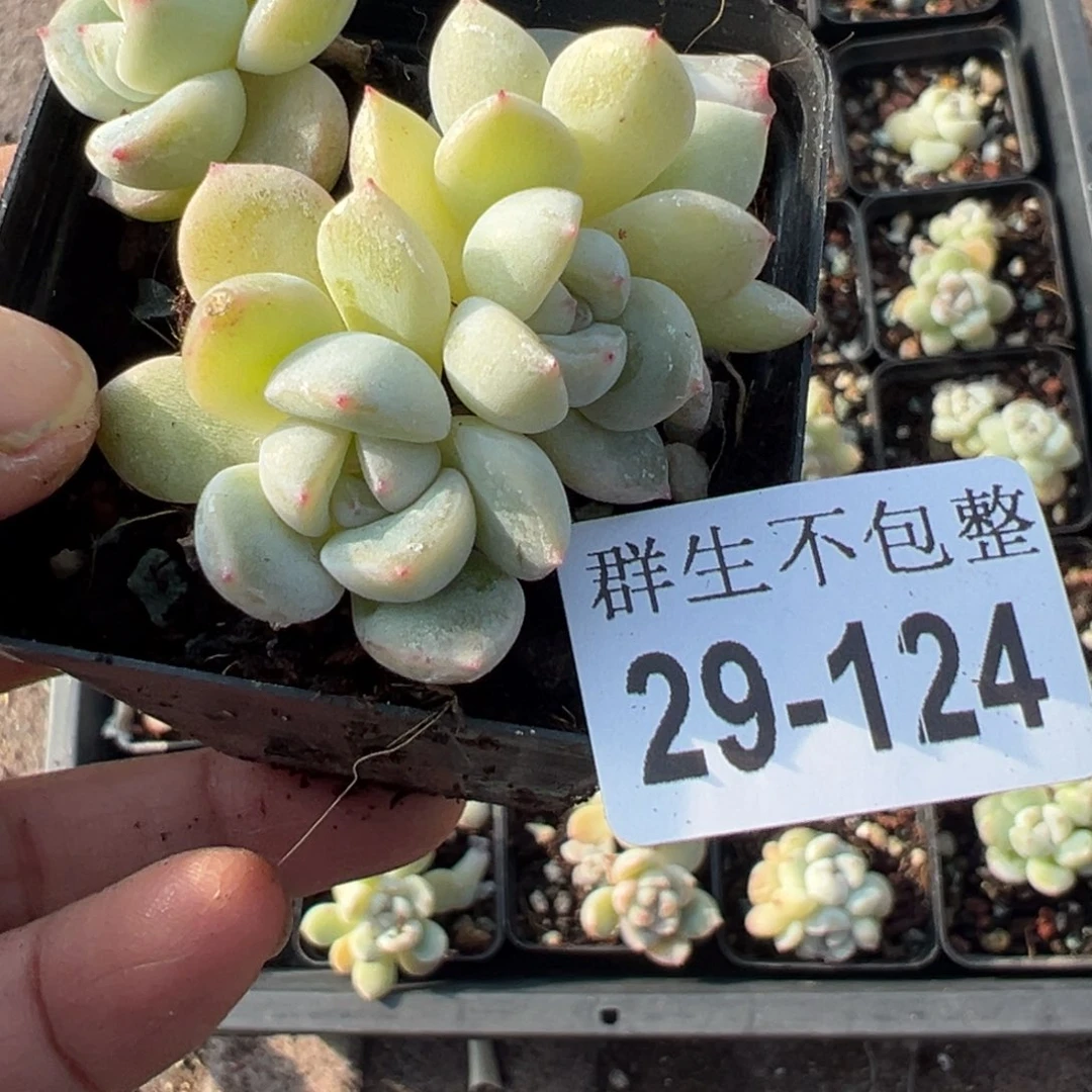 比***卜小卡拉米糖心一物一拍29-124