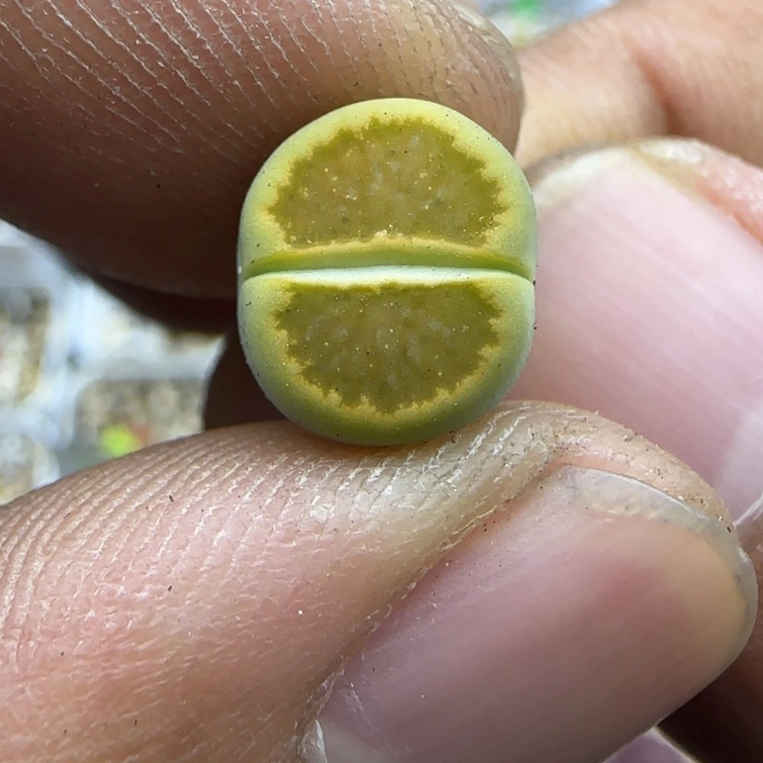 584 生石花大棚直播