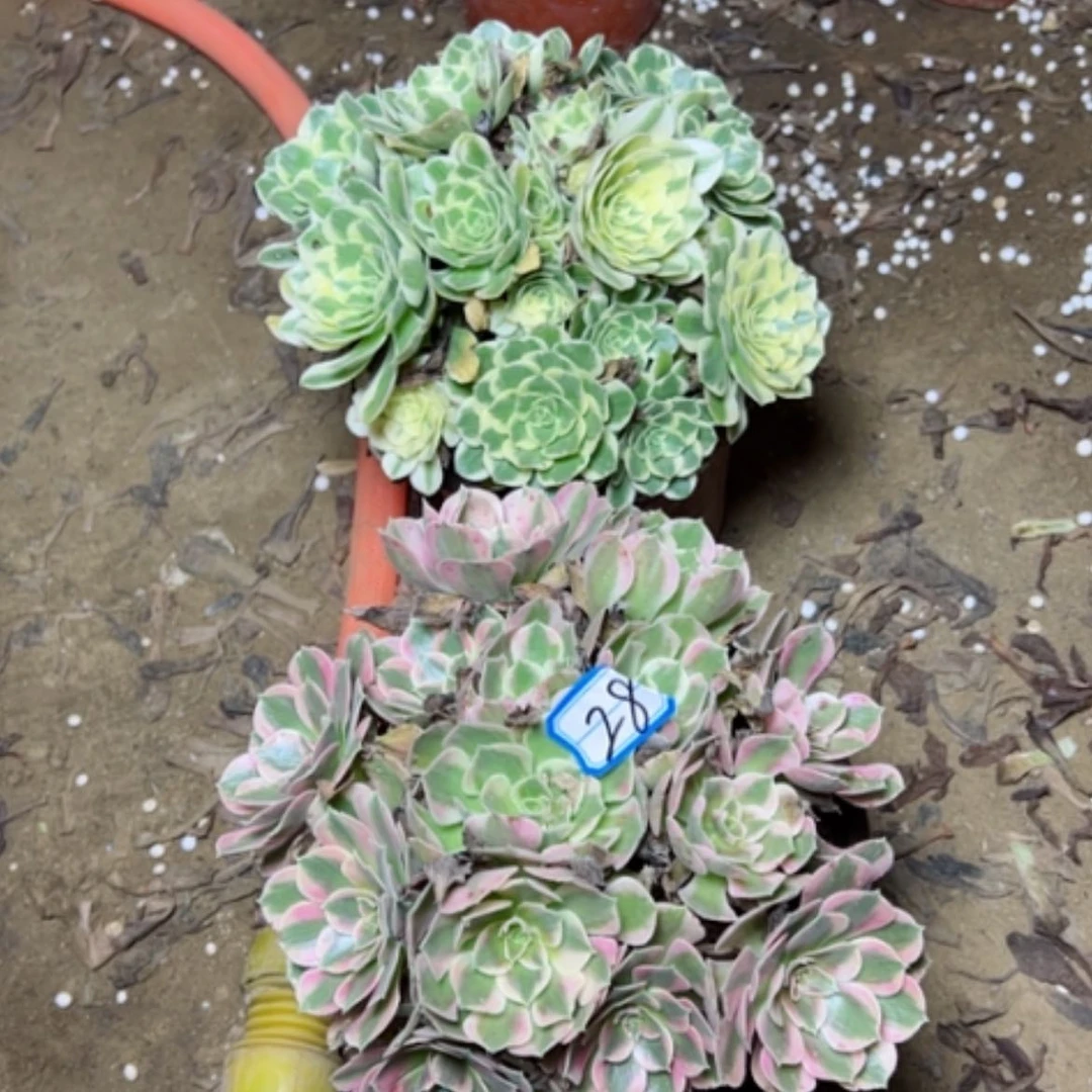 【闪购商品】妖月28