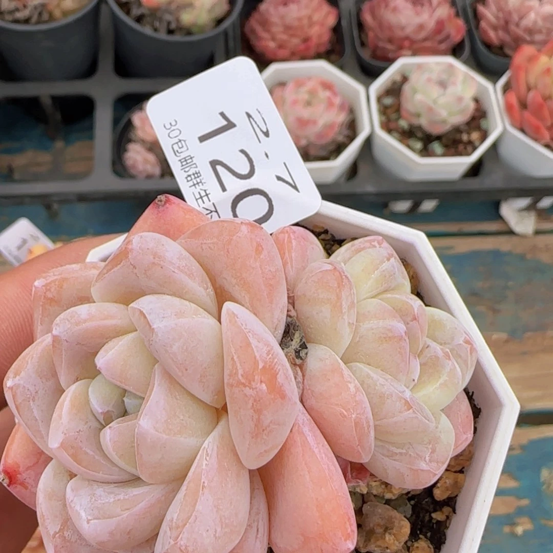 冰玉双头一颗脱土发货