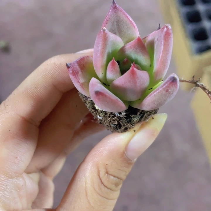 41精品红颜蜜语2颗一组