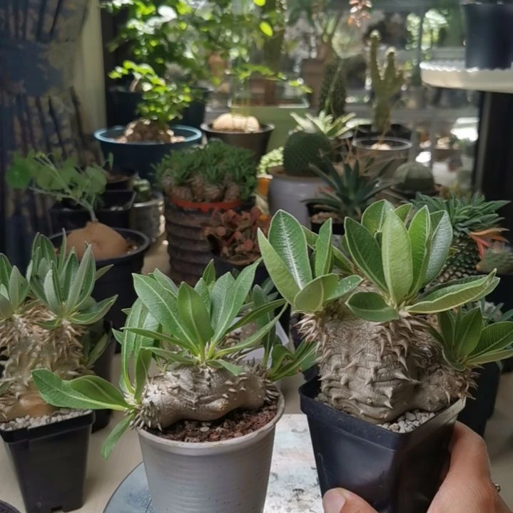 0630特价 惠比 女王