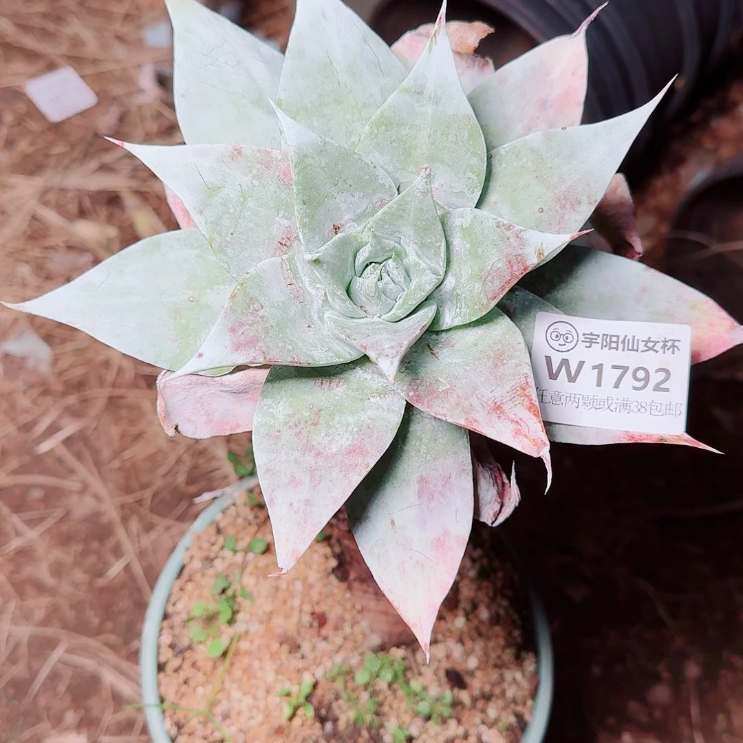 1792雪山仙女杯多肉
