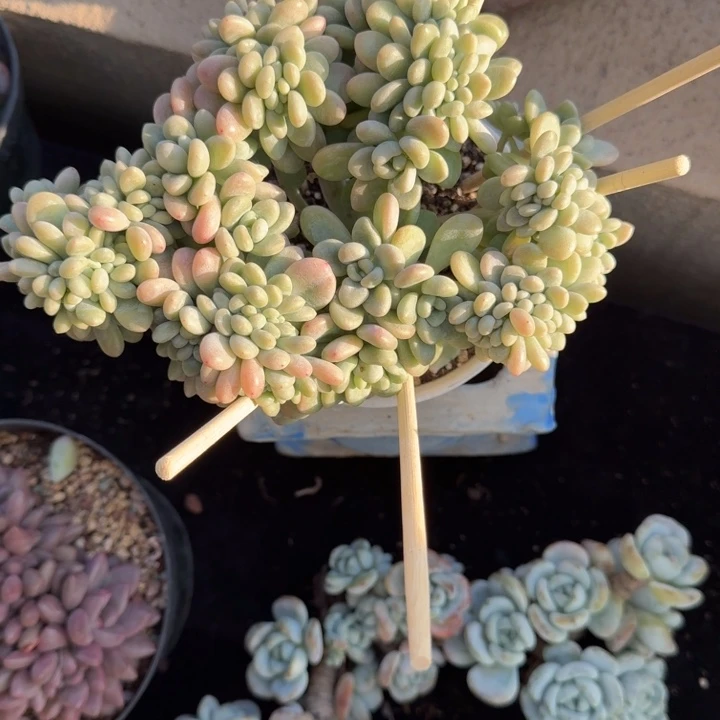 16厘米左右一物一拍的多肉植物