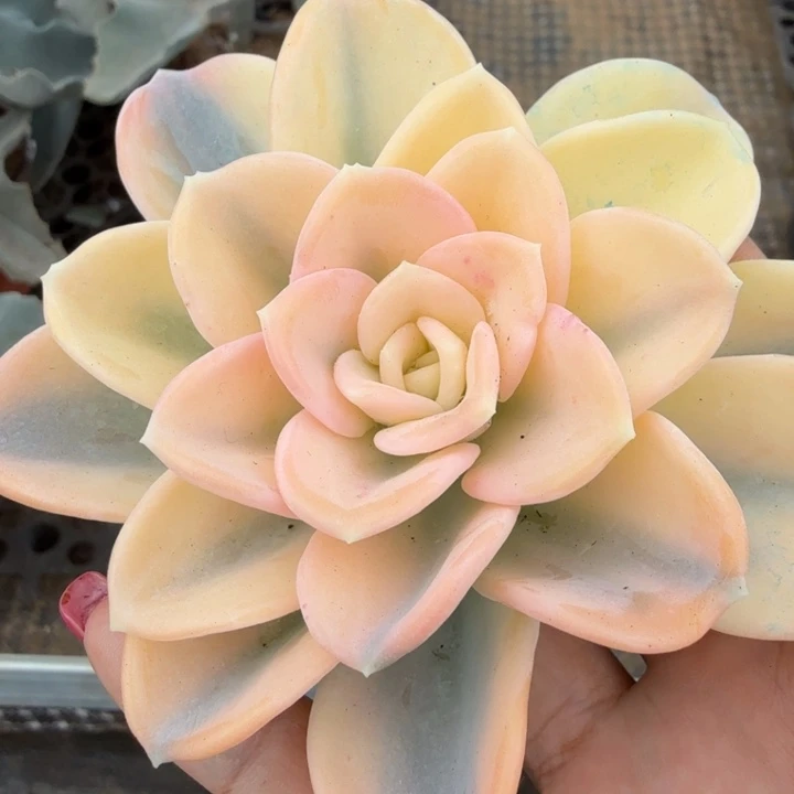 美尻锦腹轮锦大锦边