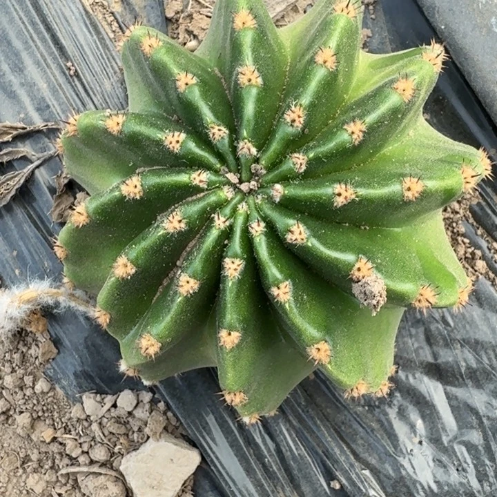 27实生彩草8公分左右脱土发货，20包邮