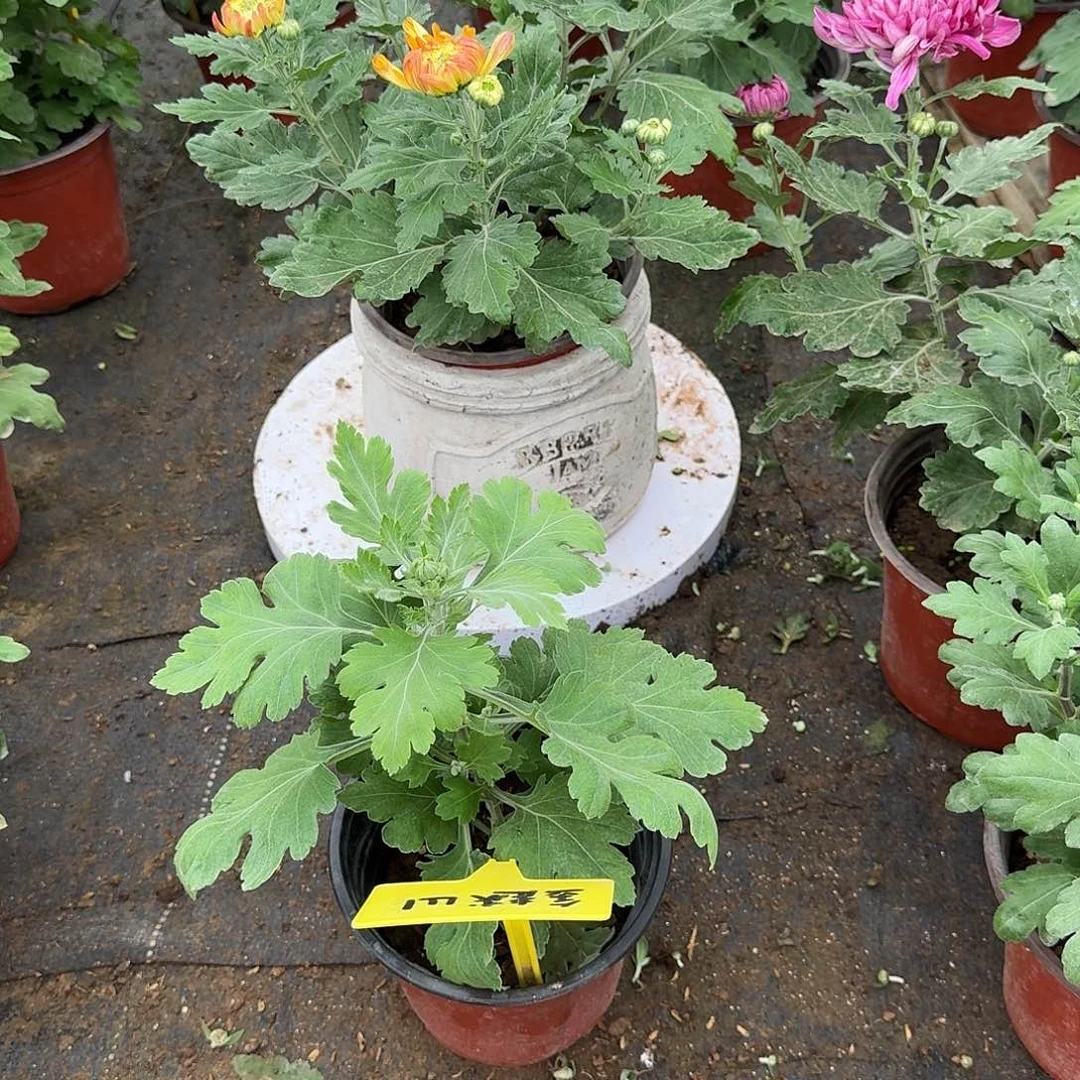 当前无花栽培后可以开花国华爱爱娘