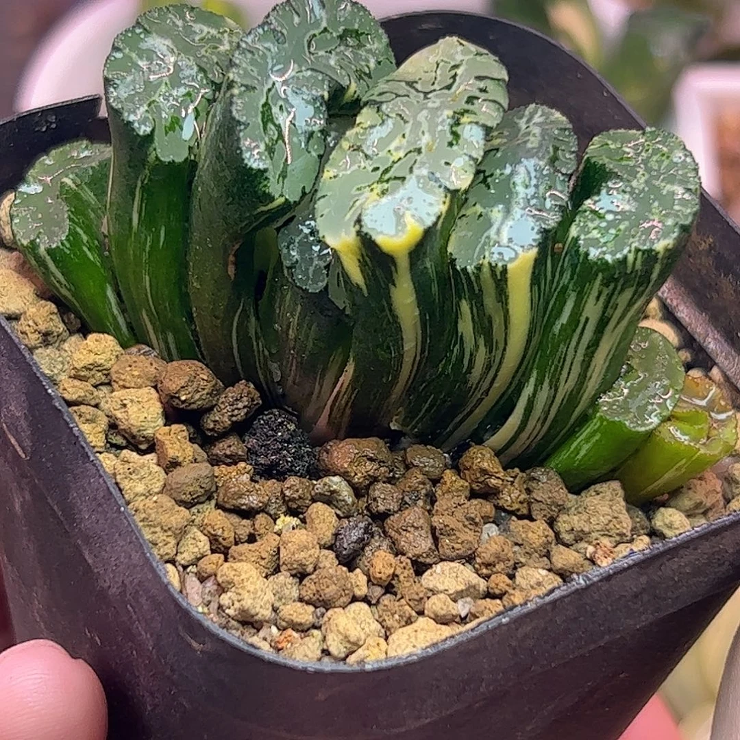 北斋锦十二卷多肉植物