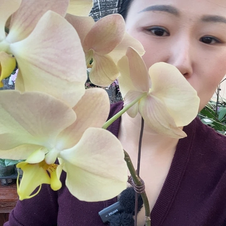无花朵金波碧玉蝴蝶兰