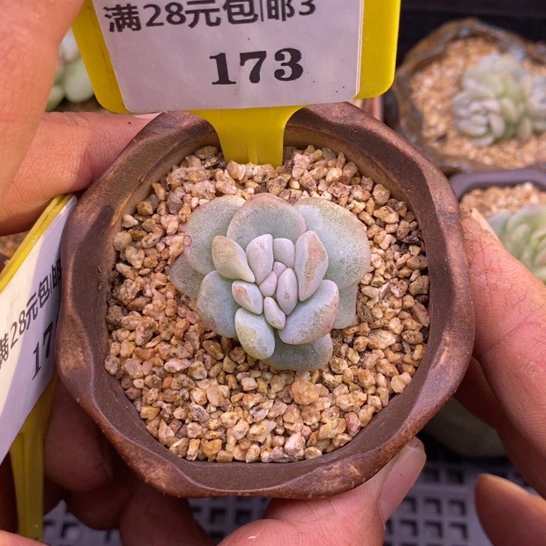 3173冰玉石化缀化……