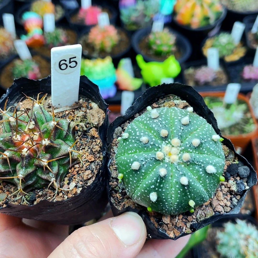 非偏远地区满25包邮仙人球