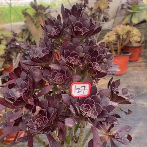 黑法师一物一拍，