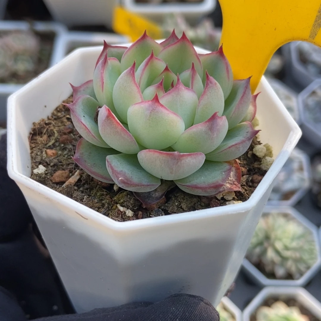 937勾魂仙子多肉植物