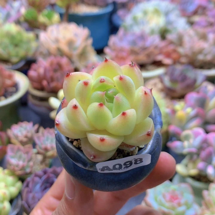 一物一拍含盆土满38包邮A098