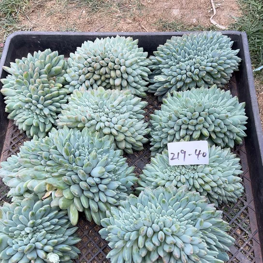 219-40奶糖缀化多肉随机