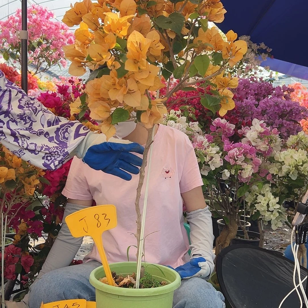 超***植大部分花苞少量开放J83金色光辉