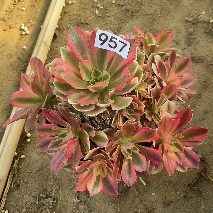 粉女巫957多肉不包断