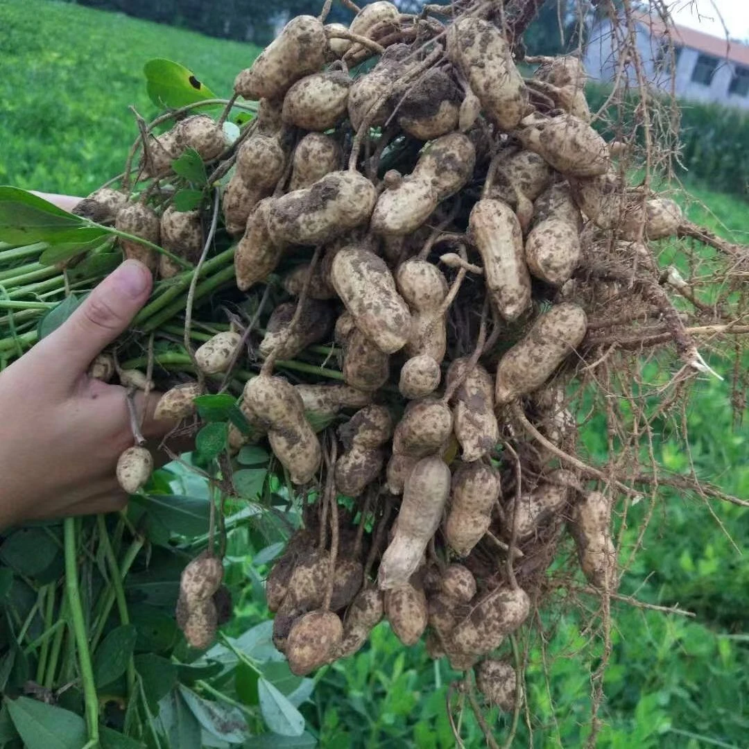 河南农家自种新鲜湿花生