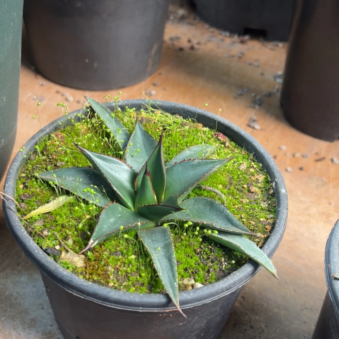 多肉植物龙舌兰道