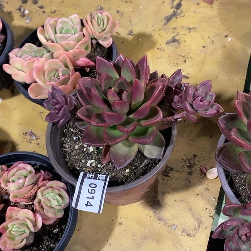 【闪购商品】丰沛玫瑰0914