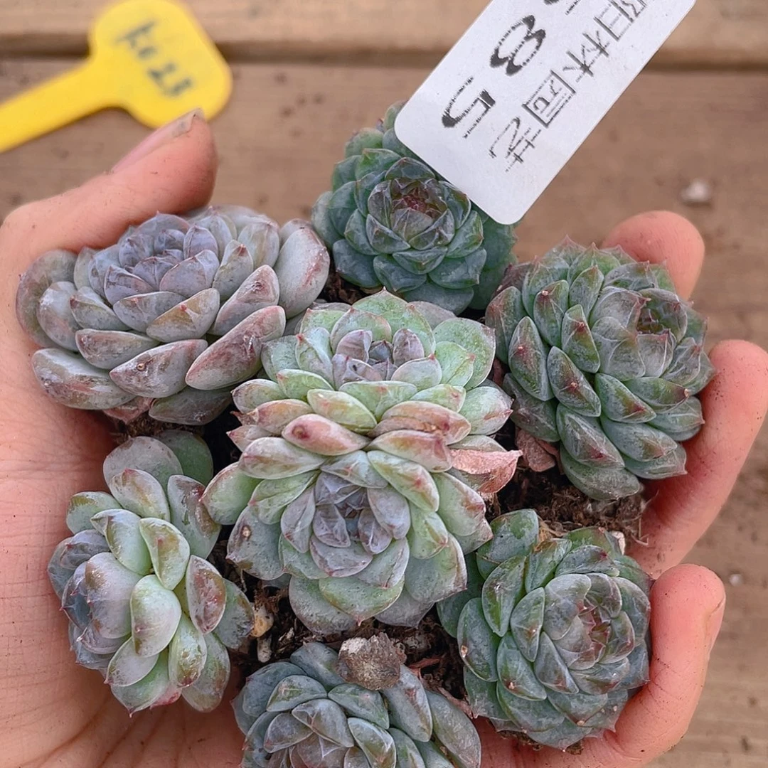 多肉植物多肉植物585