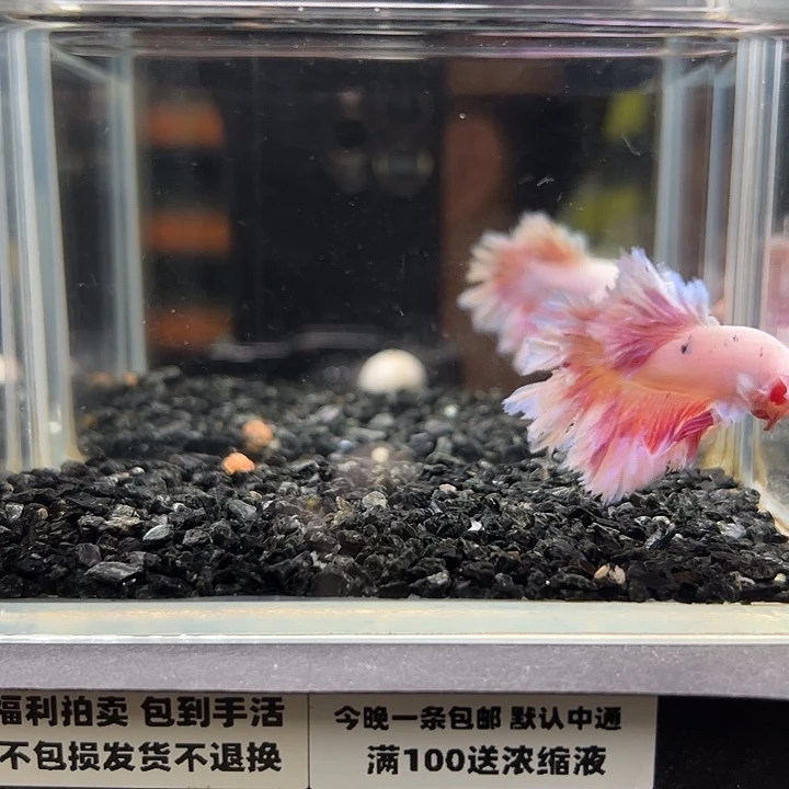 斗鱼竞拍跑单拉黑47