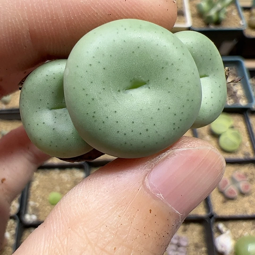 【闪购商品】182 饼