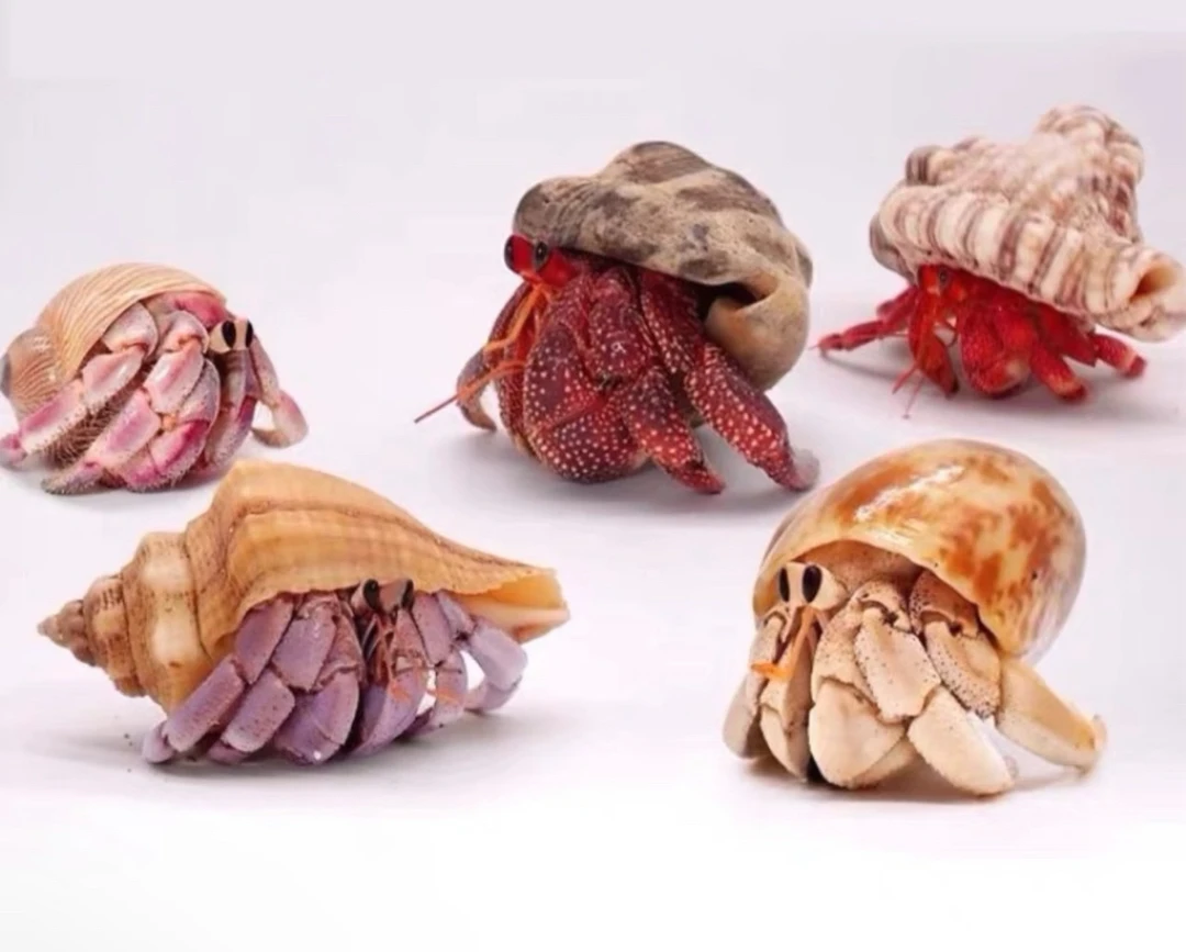 直播间看好再拍，需满20包邮！（除新疆西藏不包邮）