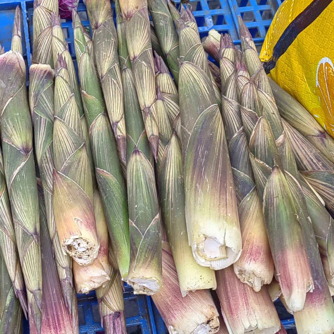 新鲜小竹笋带壳现挖春笋嫩甜蔬菜时令生鲜