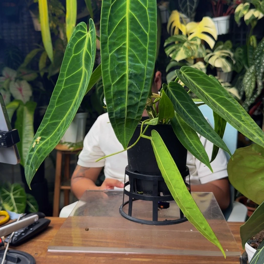 R***i无花朵一物一拍X54