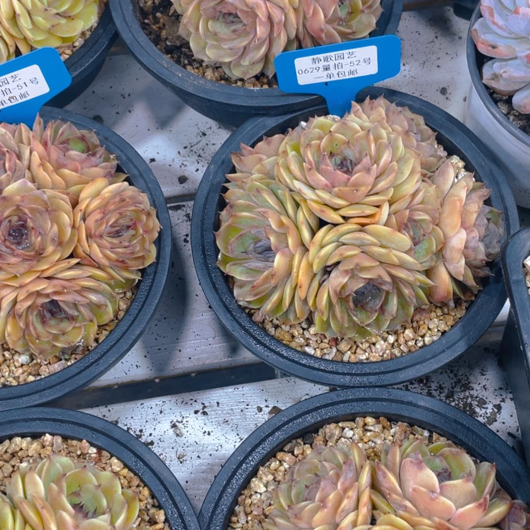 0629-52-手捧花糖心焦糖昂斯诺一刻