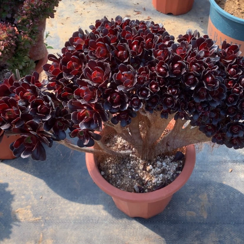 【闪购商品】?****梦法师说099