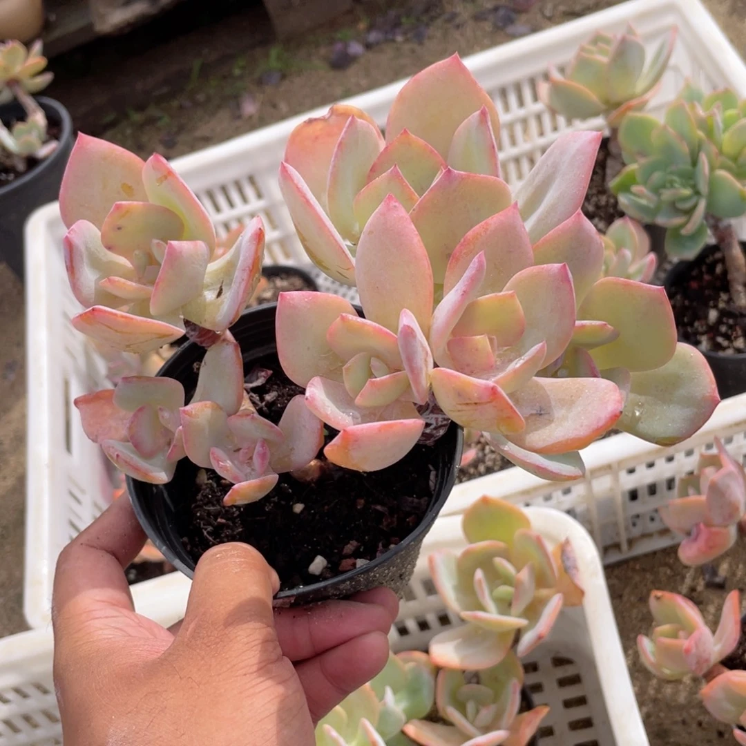 2412  白凤 六月六