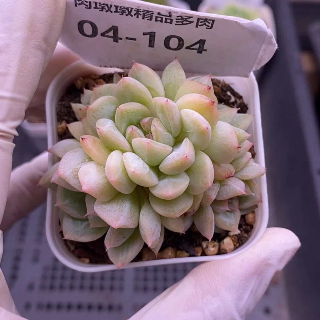 【闪购商品】04-104甜心