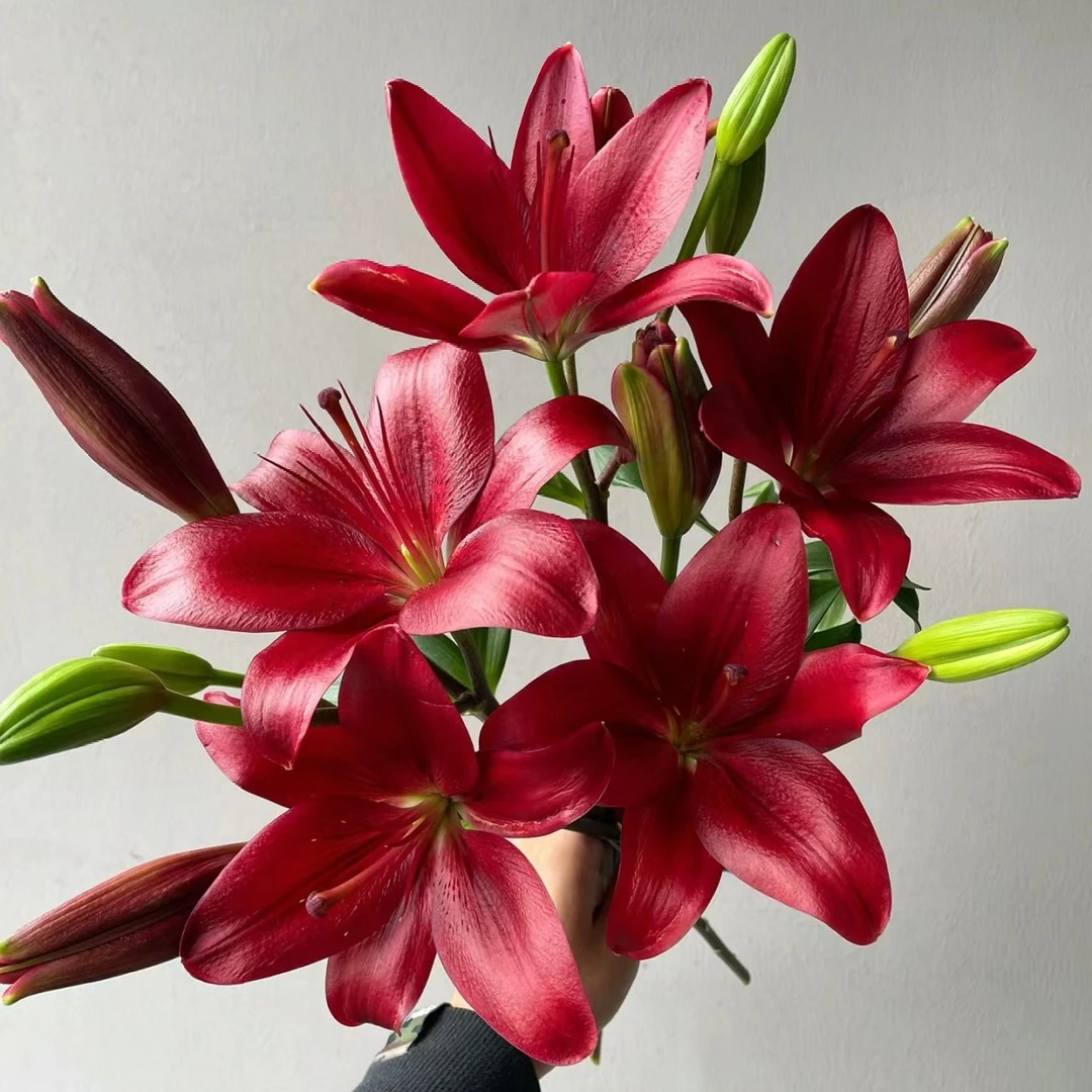 带盆栽好【亚洲百合】5棵【黑色魅力】黑红色系开花早12/14百合阳台庭