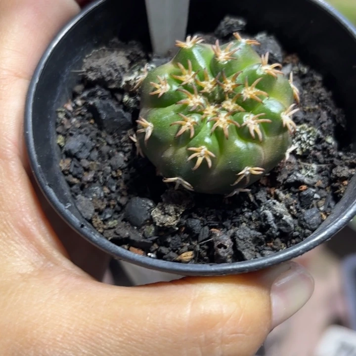 1159实生猫爪圆盘玉