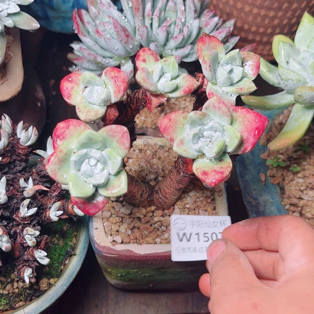 1507法瑞苹果叶多肉