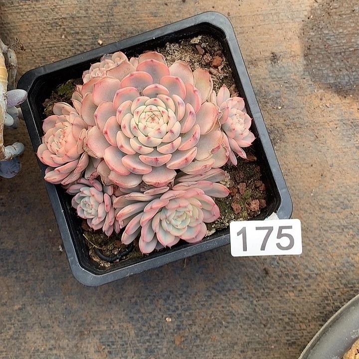 175姬莲锦 一物一拍多肉