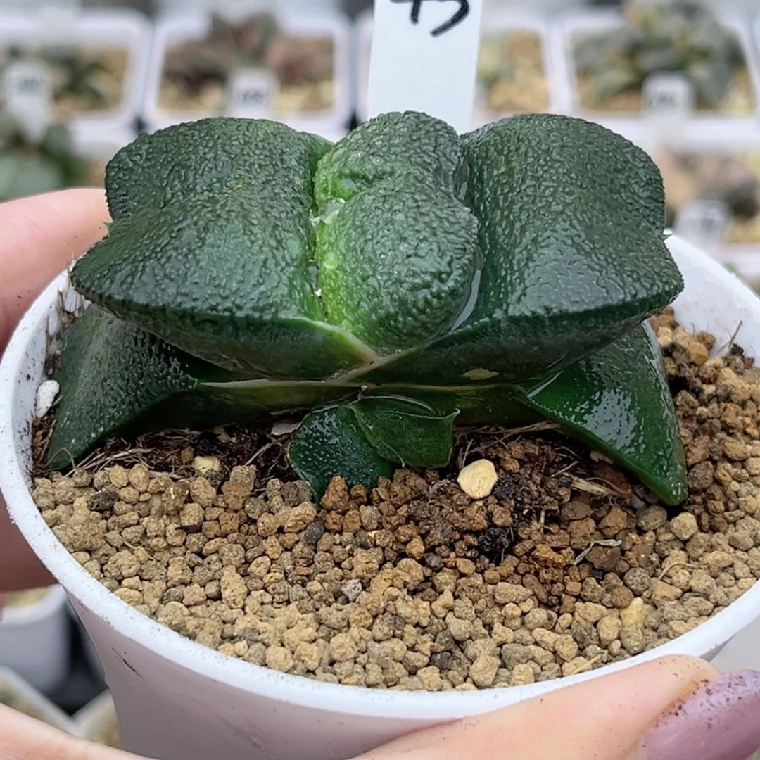 43厚叶蝴蝶卧牛带仔福利专场