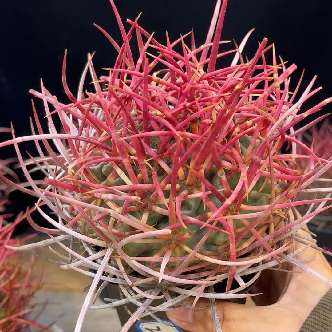 潮流植物 大龙冠 渐变色