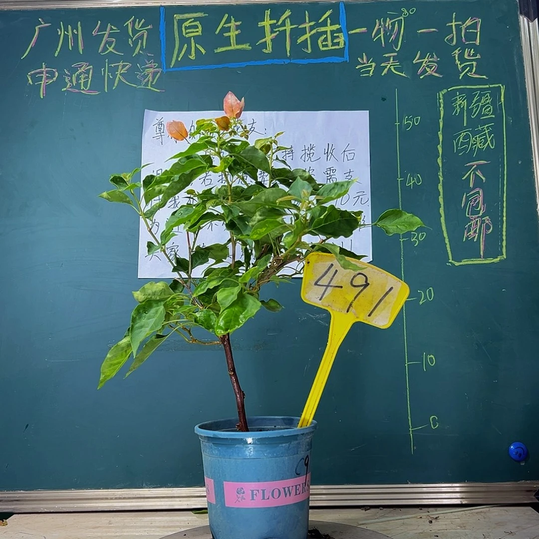 当前无花栽培后可以开花 福利 橙九月  491