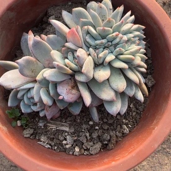 154橙梦露缀多肉植物多