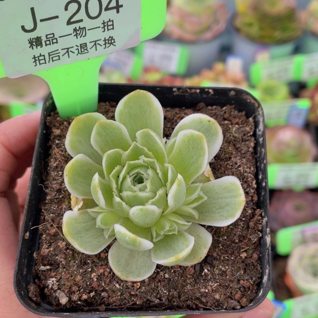 春涧多肉玫瑰一物一拍J204