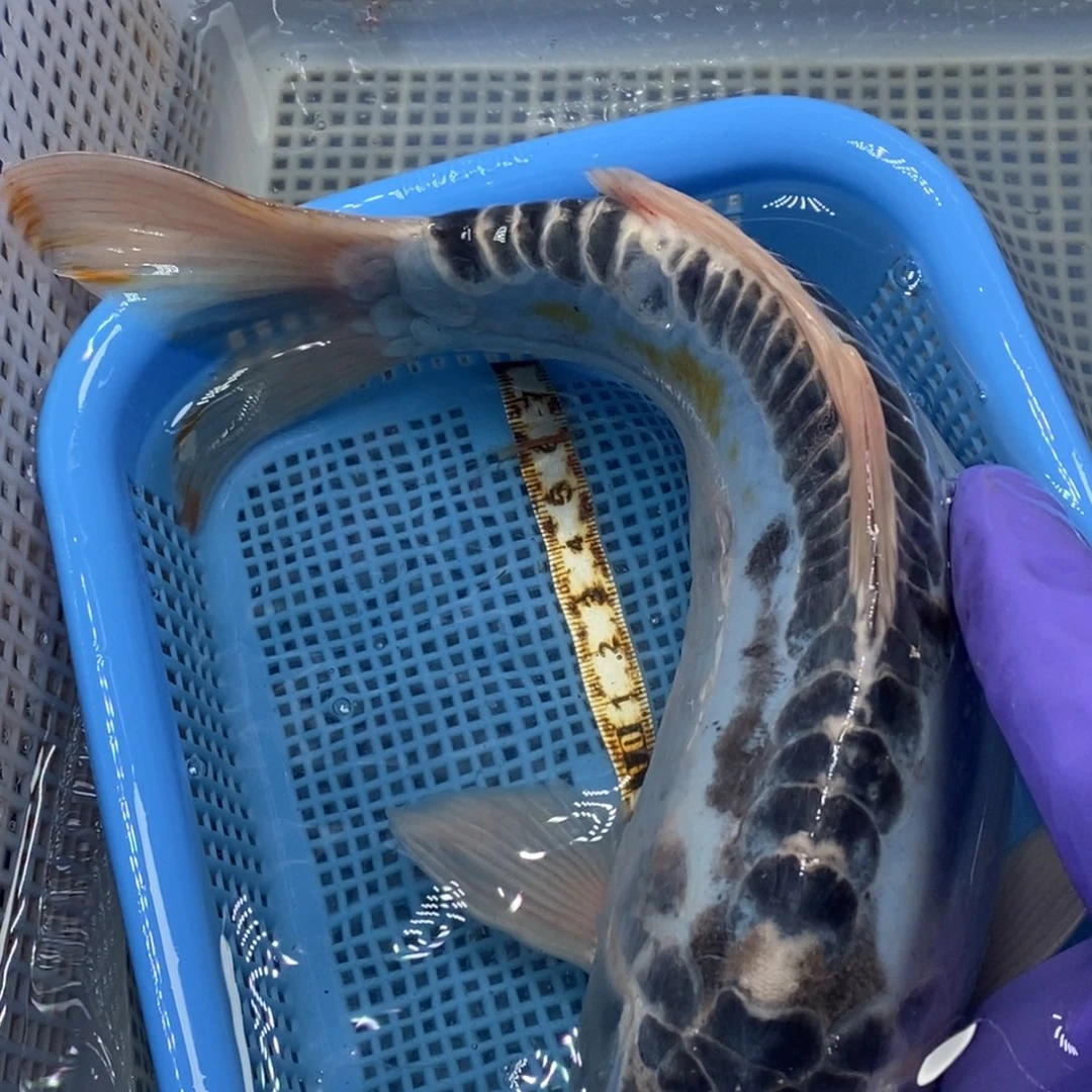 锦鲤冷水锦鲤包邮